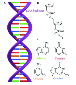 A-The-double-stranded-structure-of-DNA-B-The-DNA-backbone-consists-of-phosphate